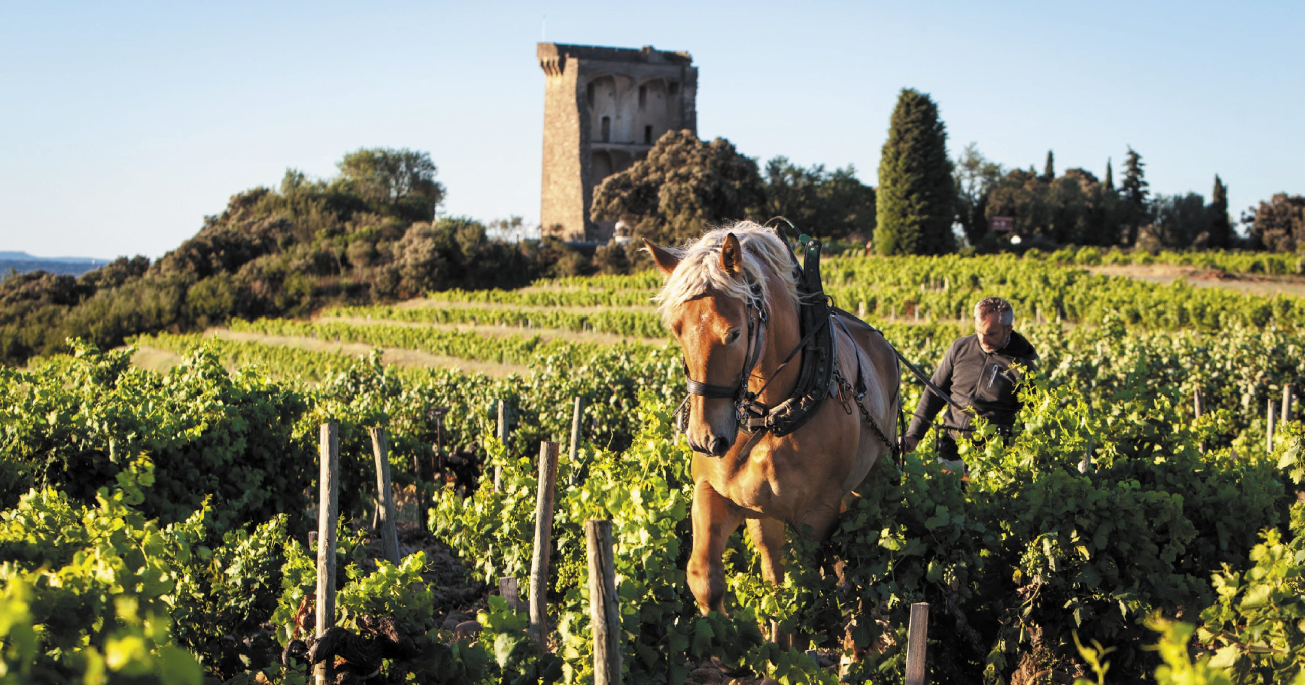 Horse in the vineyard at Domaine de Baurenard