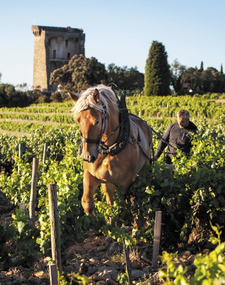 Horse in the vineyard at Domaine de Baurenard
